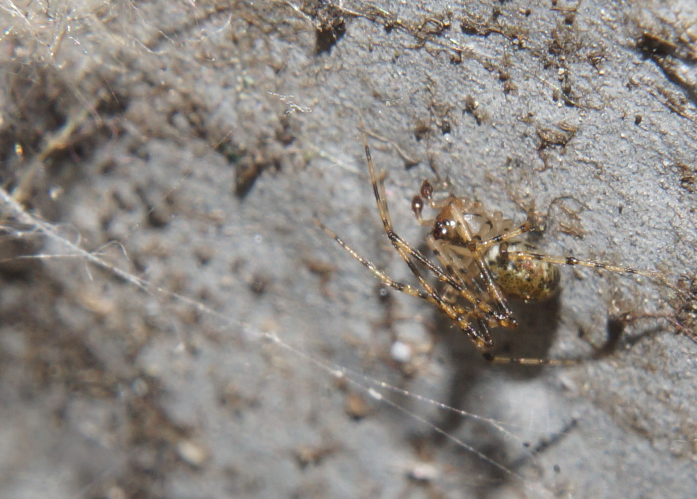 Platnickina tincta - Bagno a Ripoli (FI)