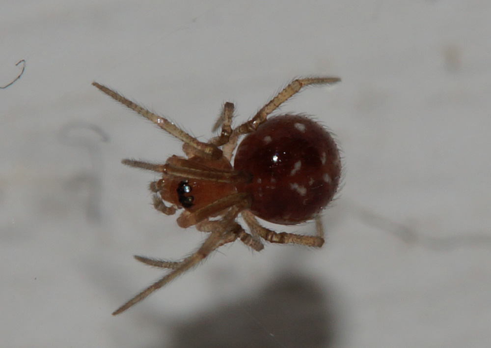 Steatoda triangulosa - Bagno a Ripoli (FI)