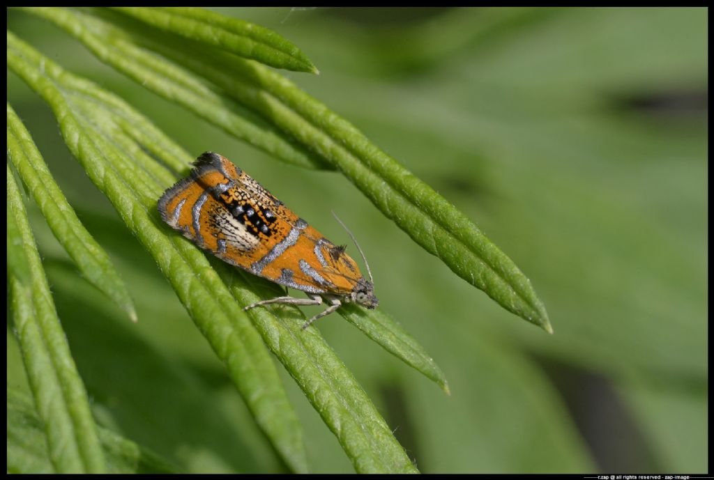 falena da identificare - grazie ciao