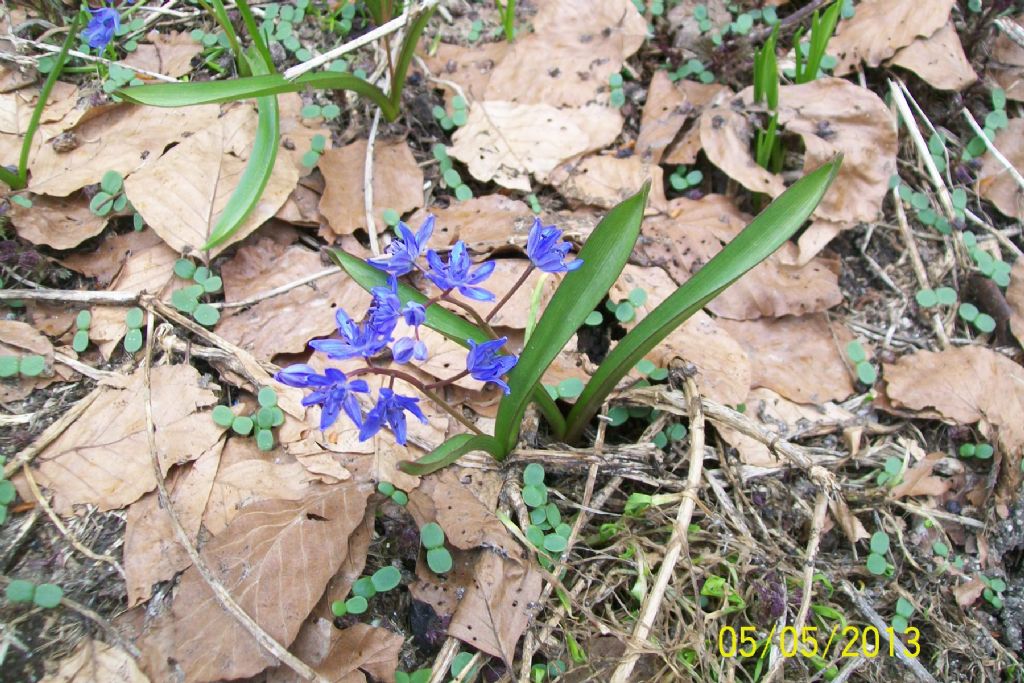 Alpi Liguri - Scilla bifolia