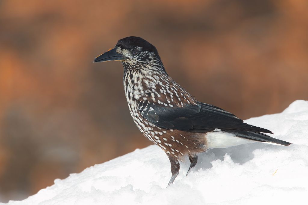 val Roseg Nocciolaia