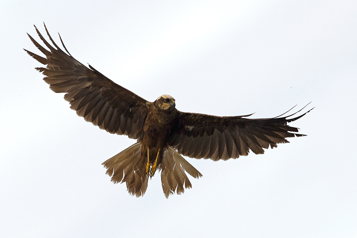 Falco di palude