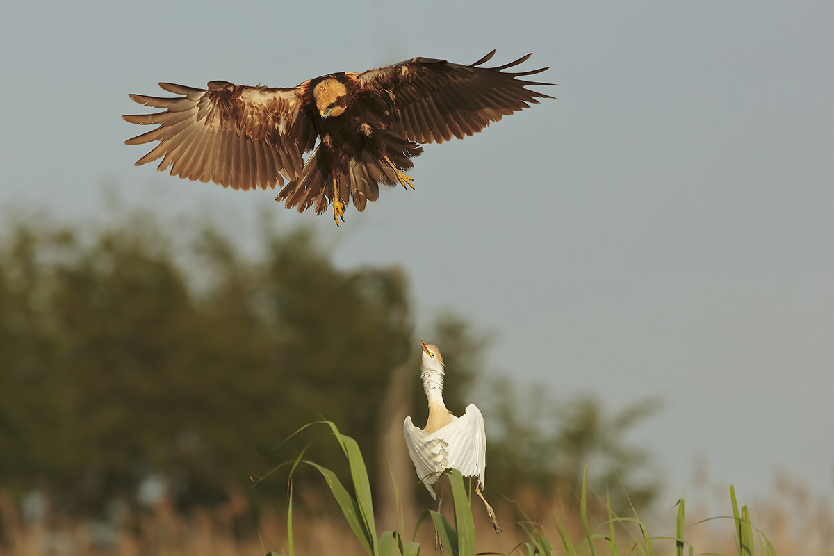 Falco di palude