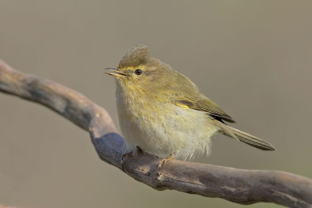 id. Lu piccolo o Lu grosso ?    Lu piccolo (Phylloscopus collybita)