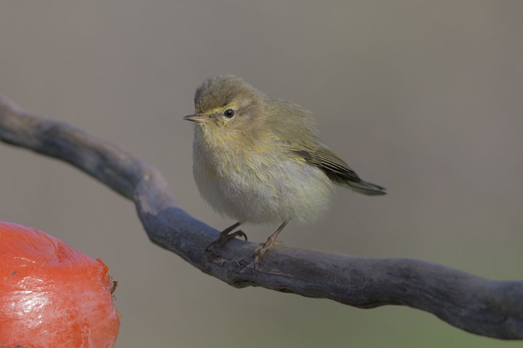 id. Lu piccolo o Lu grosso ?    Lu piccolo (Phylloscopus collybita)