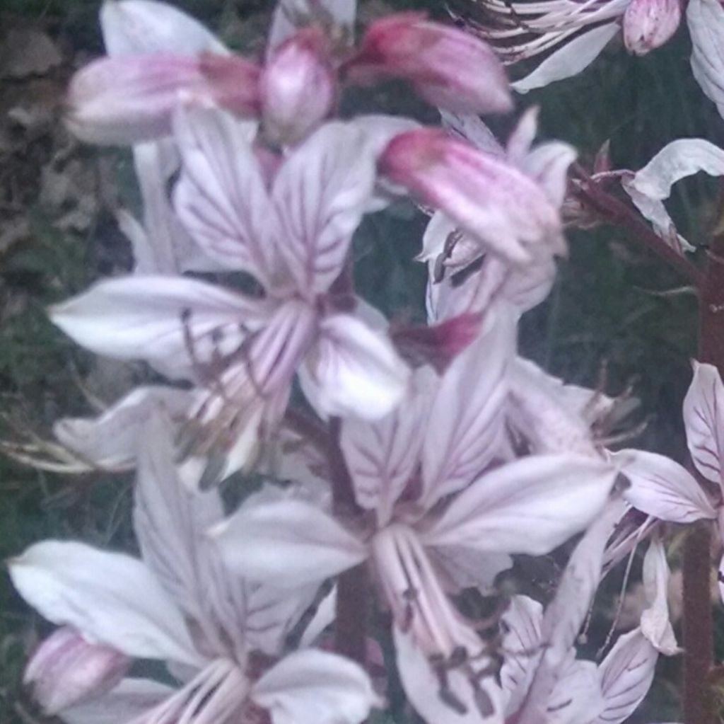 Dictamnus albus  (Sapindales - Rutaceae)