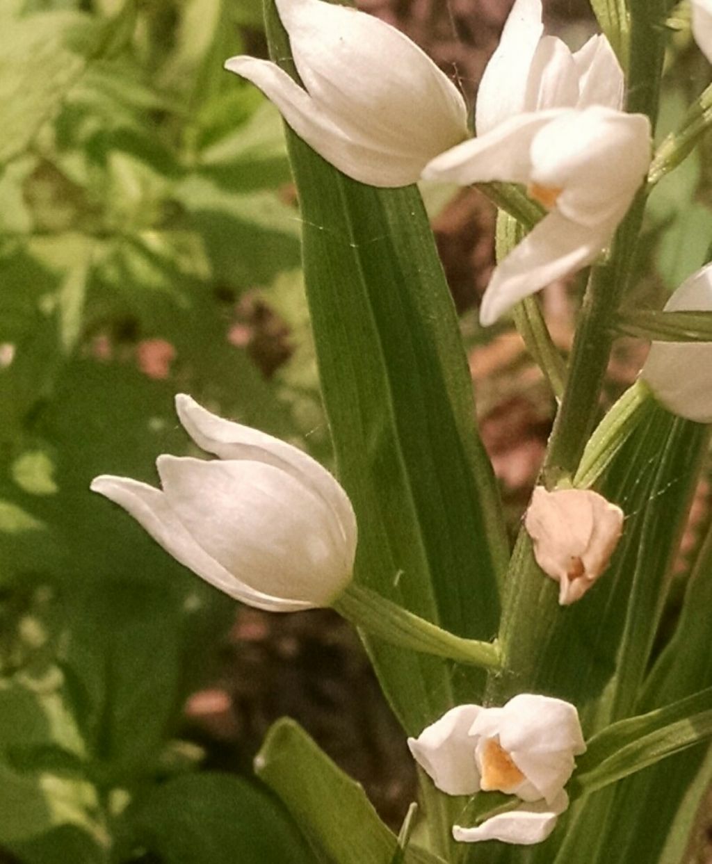 Chephalanthera longifolia