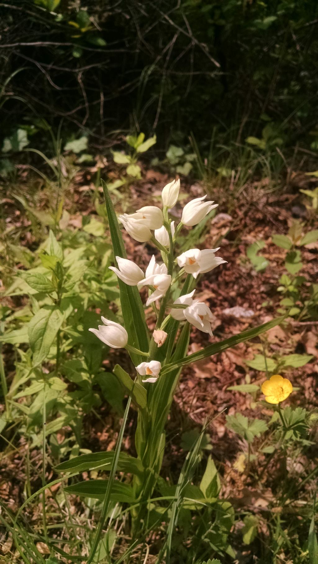 Chephalanthera longifolia