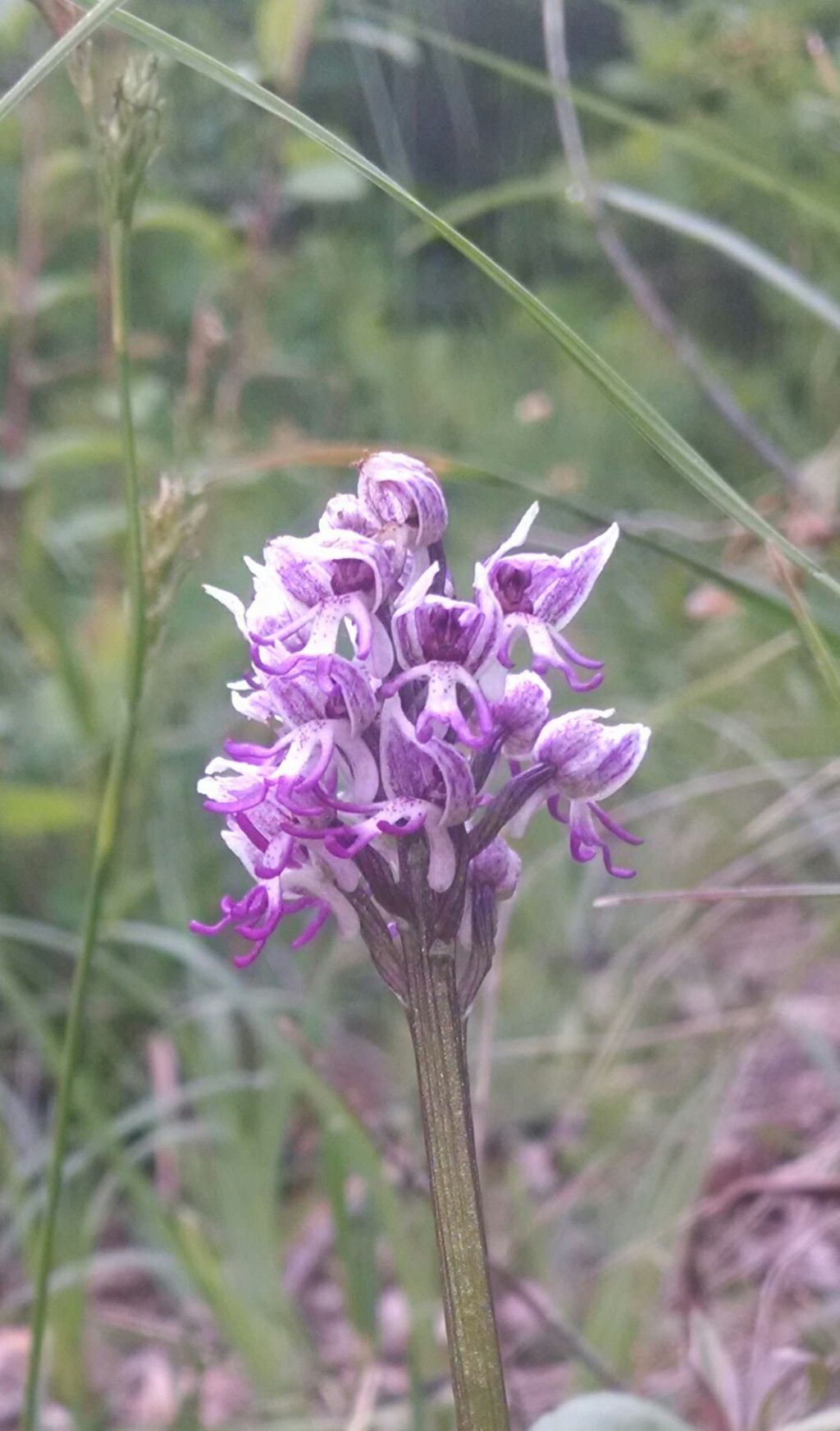 Orchis simia