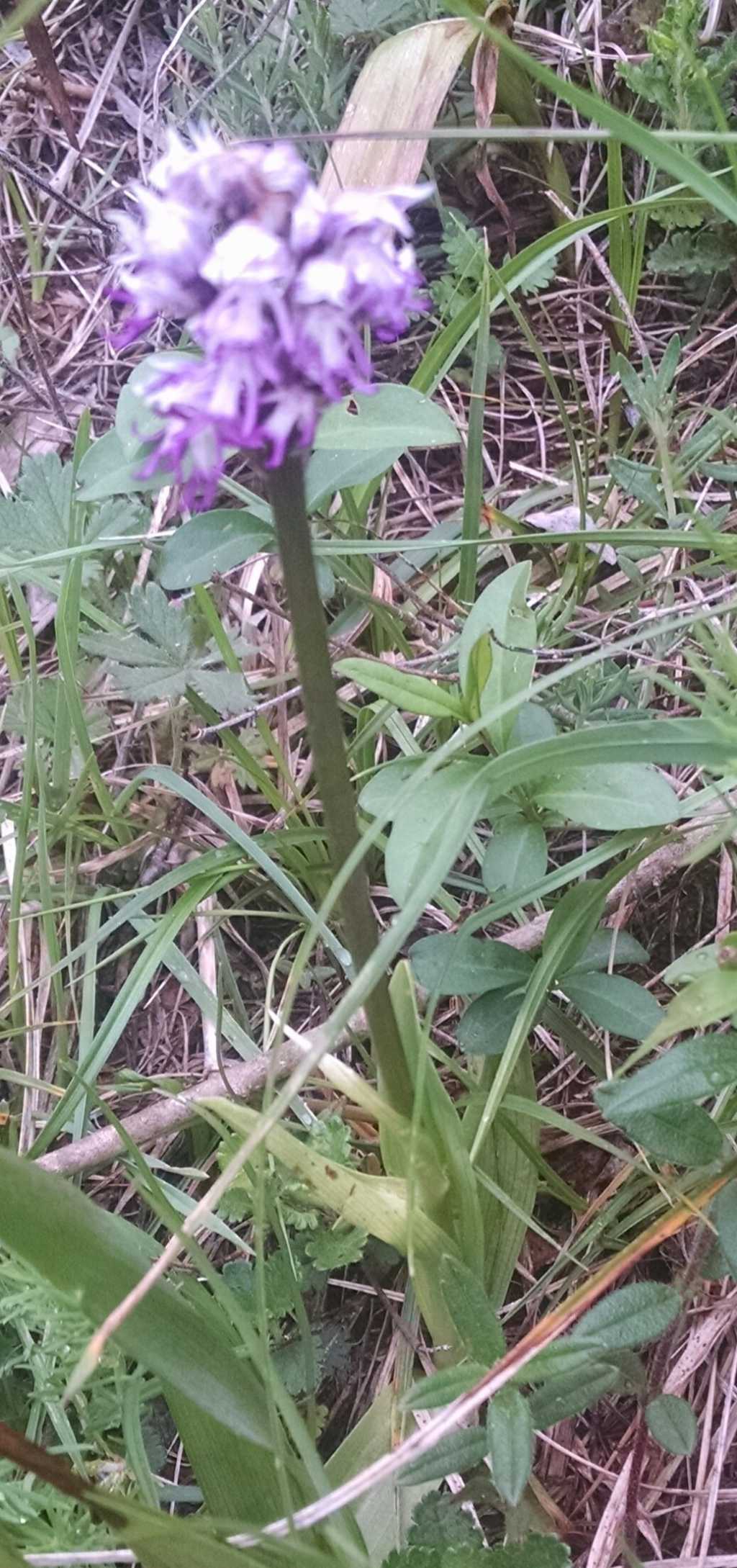 Orchis simia