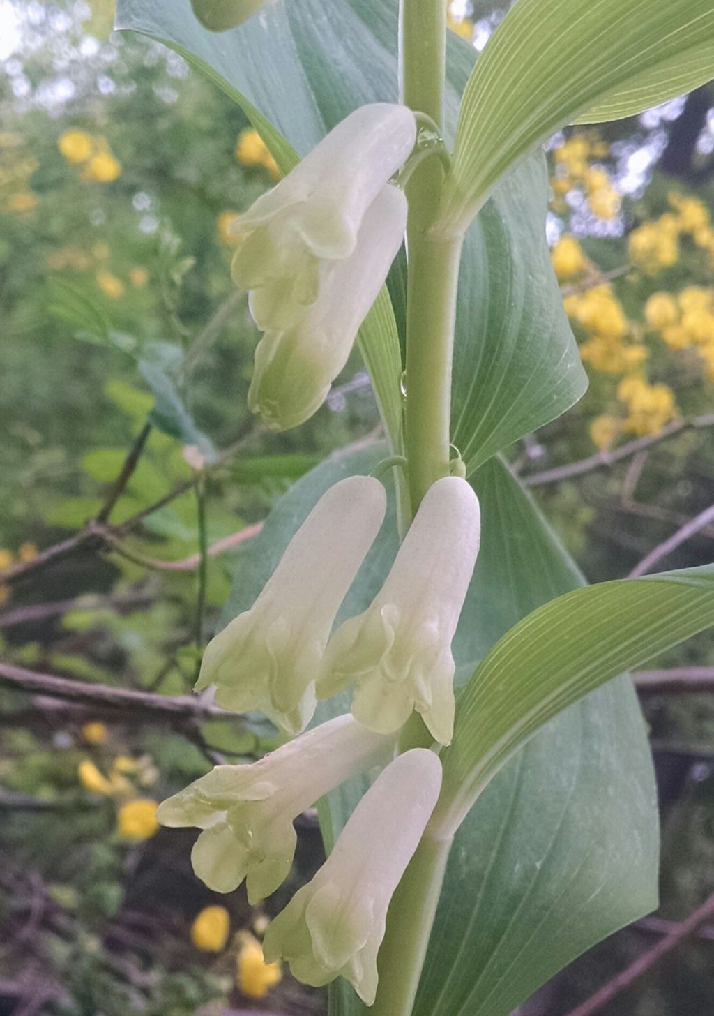 Polygonatum odoratum