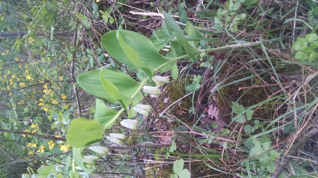 Polygonatum odoratum