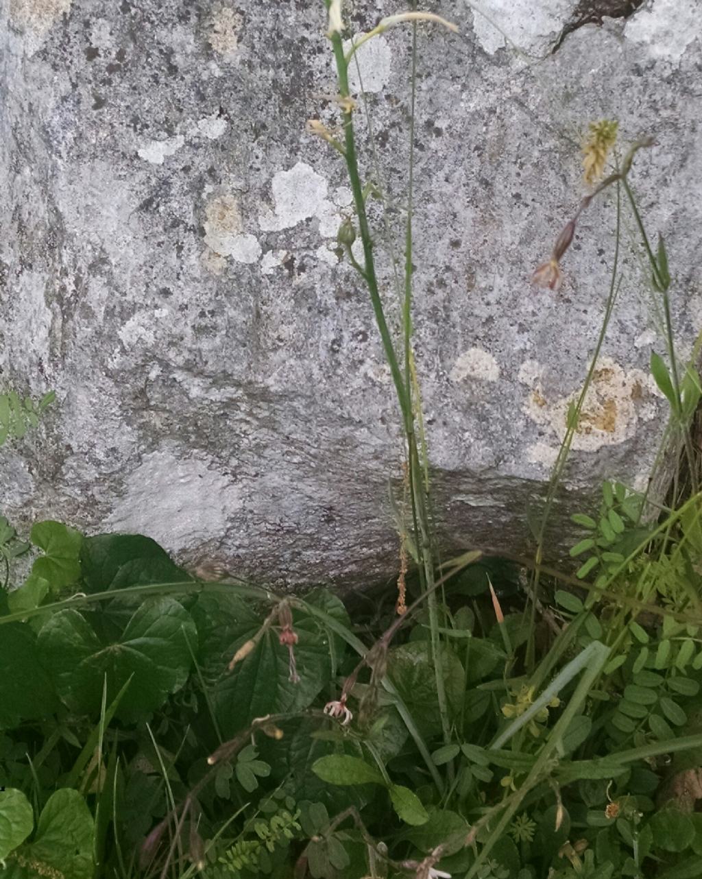 Anthericum liliago