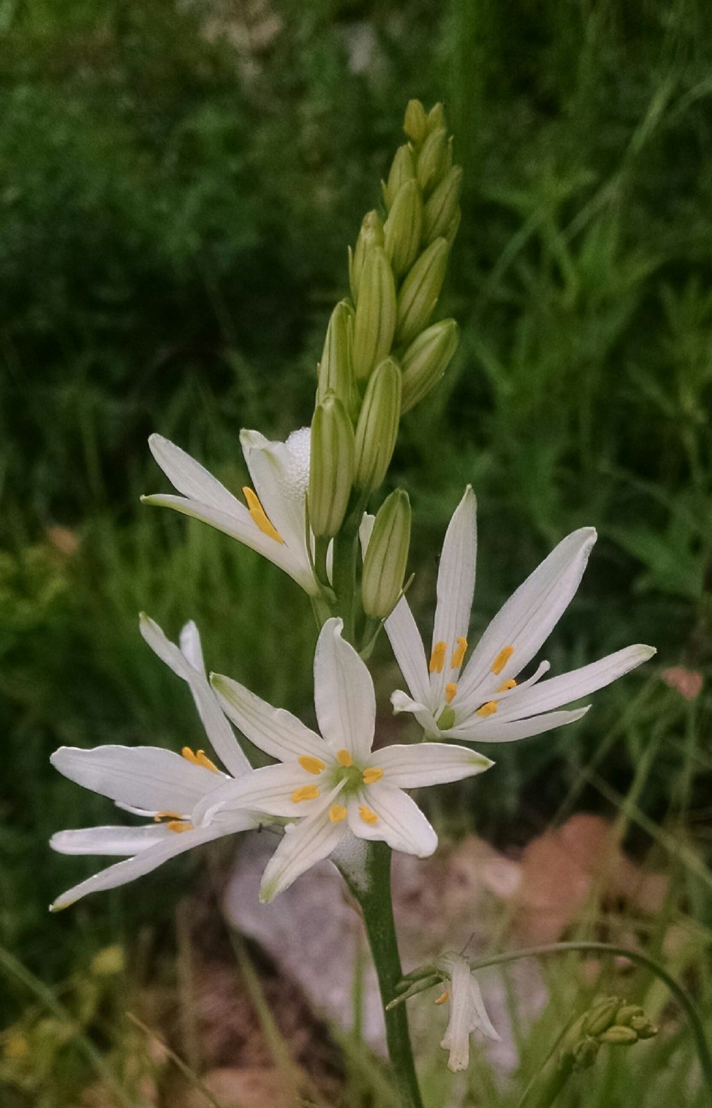 Anthericum liliago