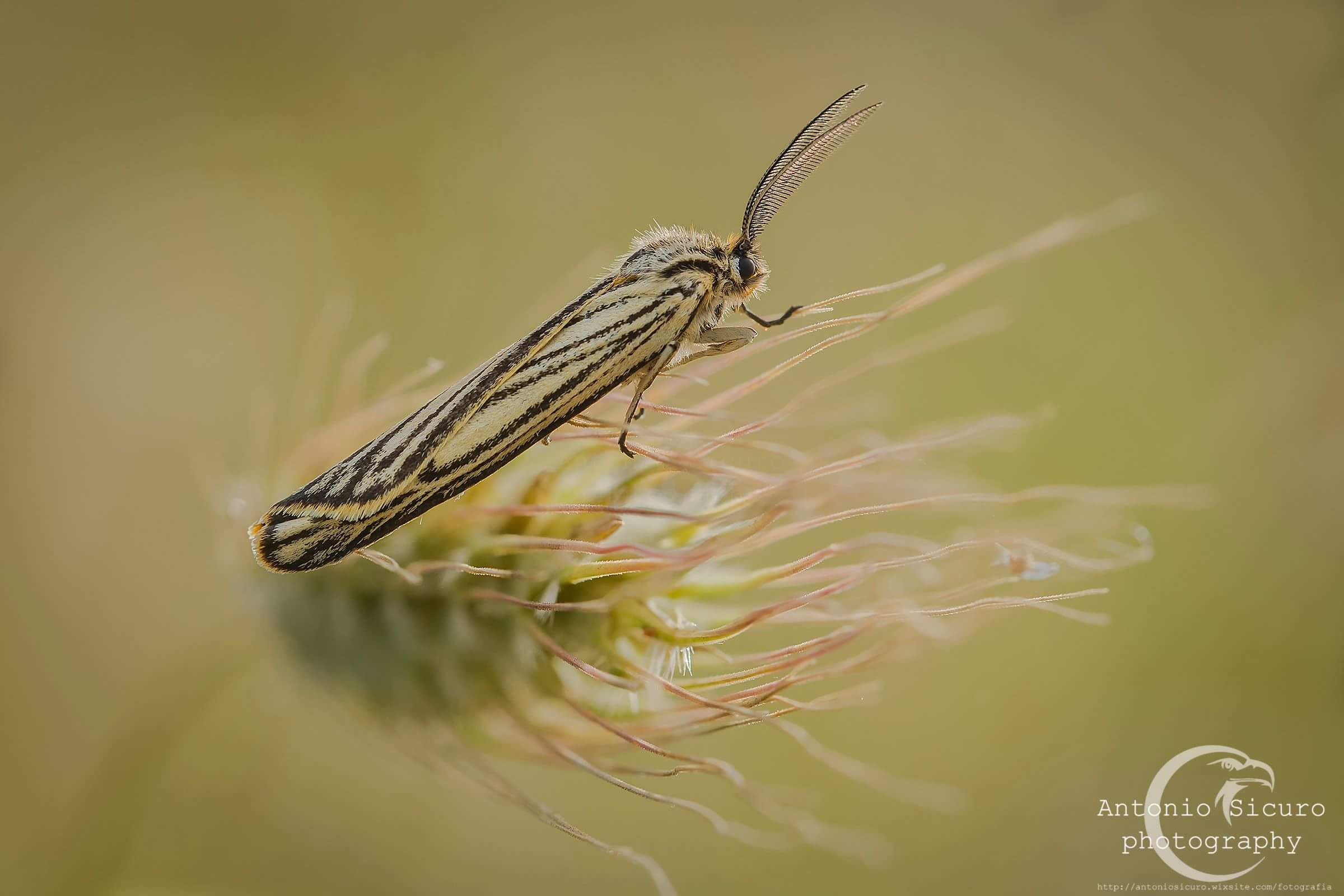 Id: Coscinia striata -  Erebidae