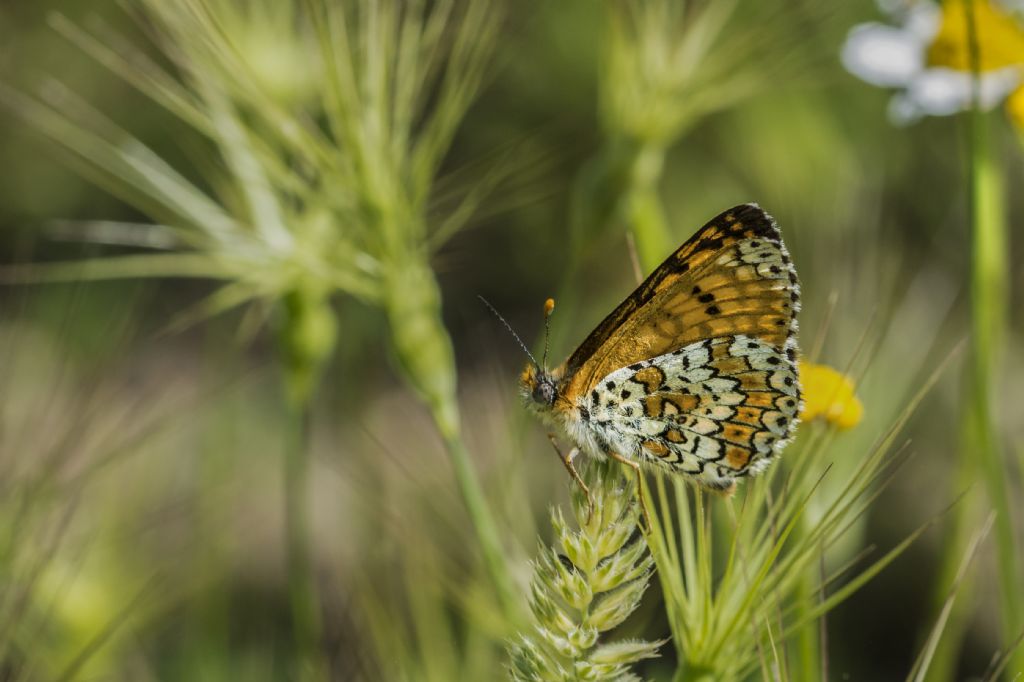 Melitaea cinxia ? S !