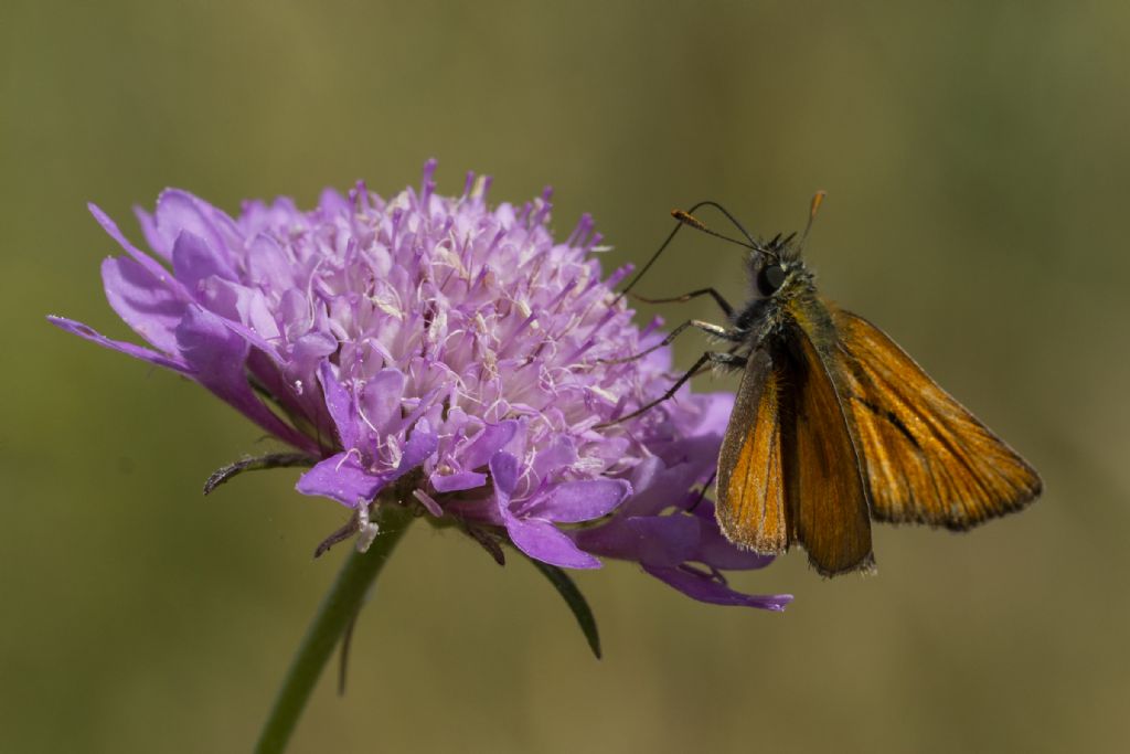 Tymelicus silvestris - Hesperiidae