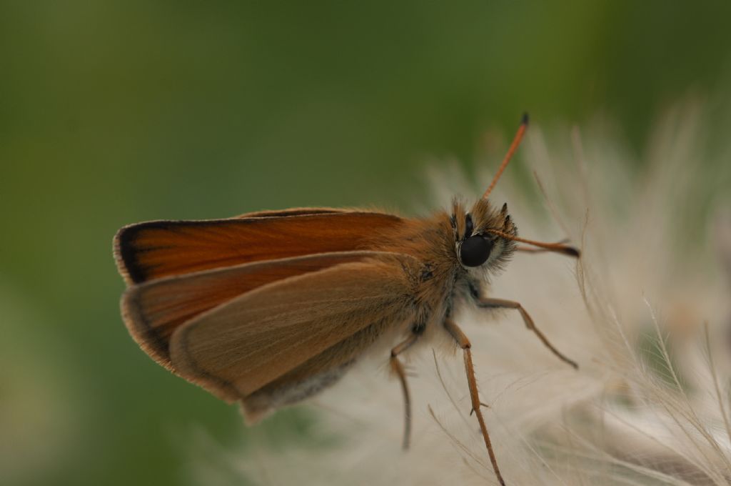 Hesperiidae: Thymelicus lineola