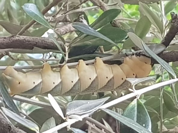 Che cos''? Il bruco della Sfinge testa di morto (Acherontia atropos)