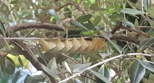 Che cos''? Il bruco della Sfinge testa di morto (Acherontia atropos)