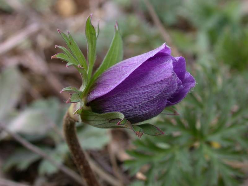 Anemone coronaria