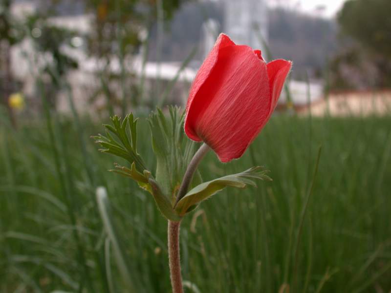 Anemone coronaria