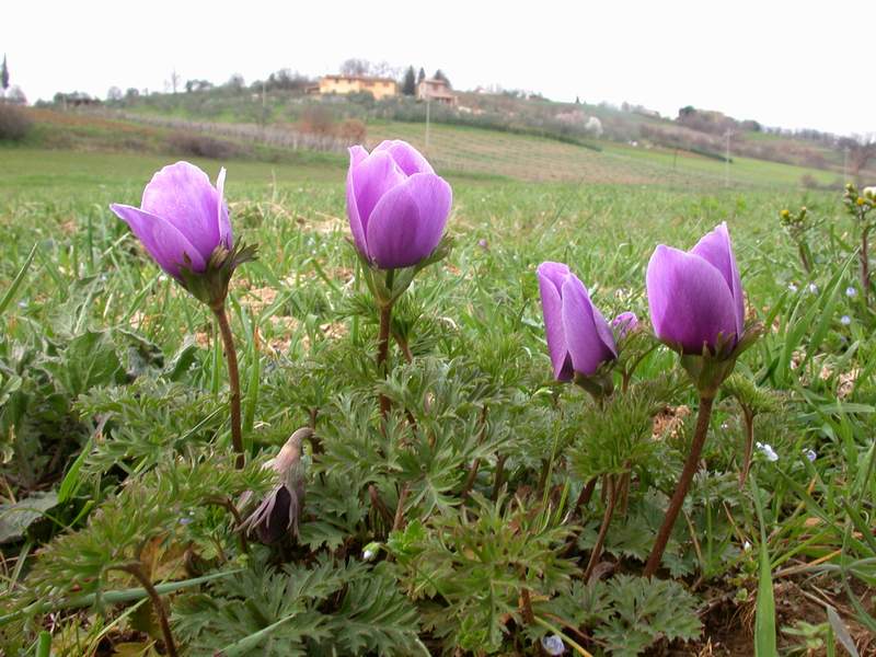 Anemone coronaria