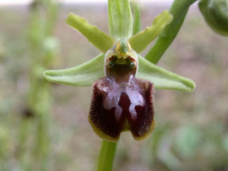 Ophrys sphegodes