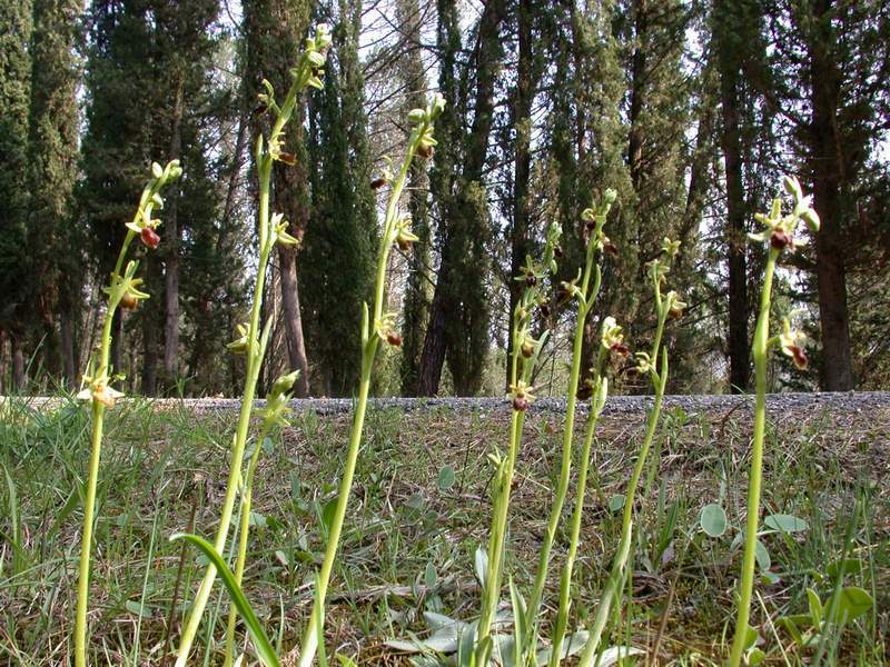 Ophrys sphegodes