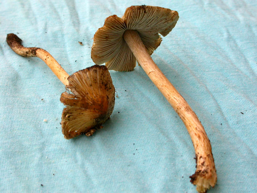 Inocybe fastigiata = I. rimosa