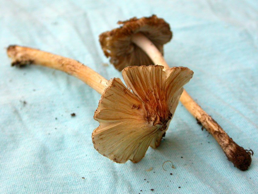 Inocybe fastigiata = I. rimosa