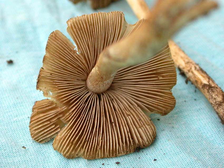 Inocybe fastigiata = I. rimosa