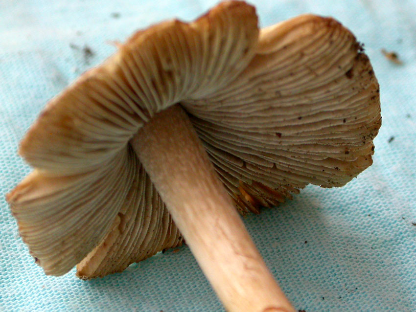 Inocybe fastigiata = I. rimosa