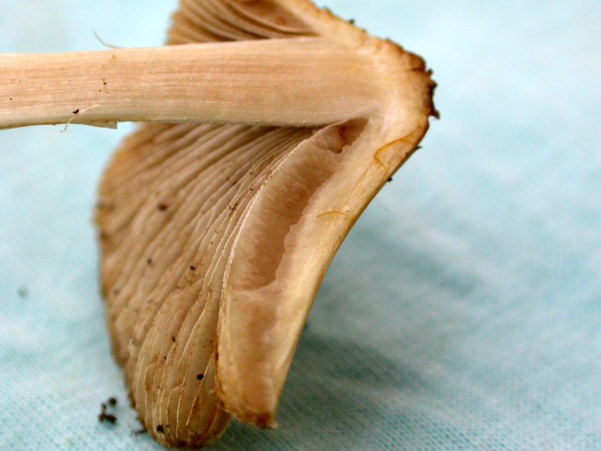 Inocybe fastigiata = I. rimosa