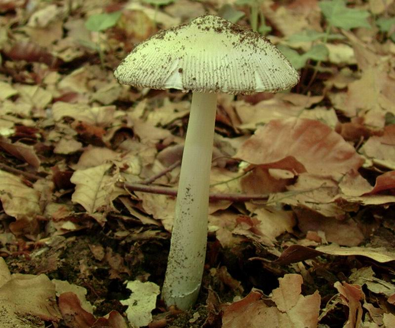 amanita vaginata 21.06