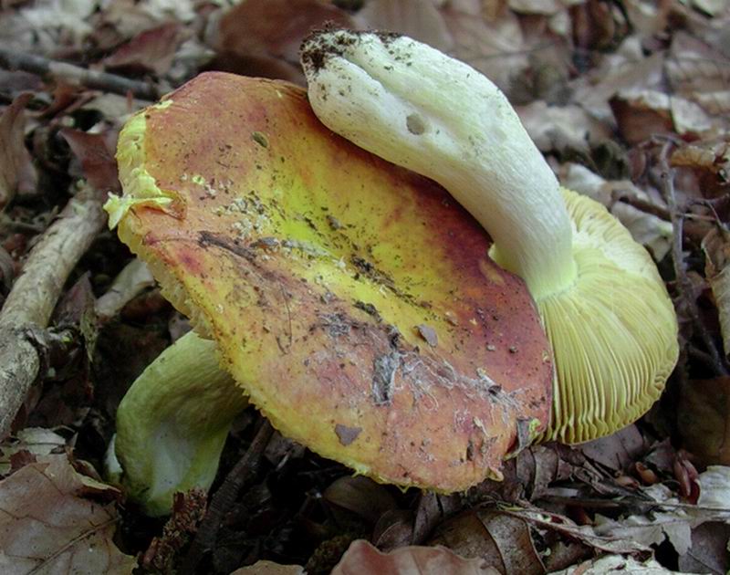 Russula aurata 21.06.05