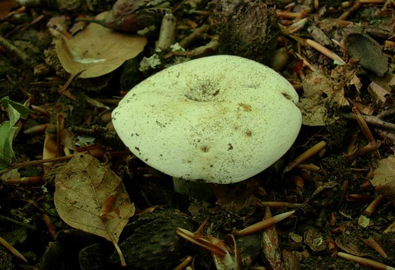 Lactarius piperatus 21.06.05