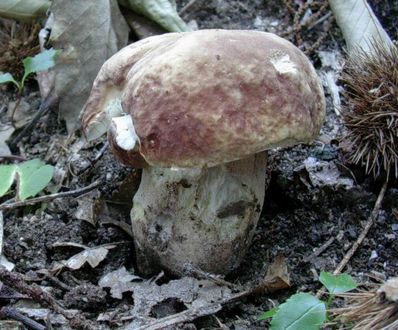 24.06.05 Boletus aestivalis