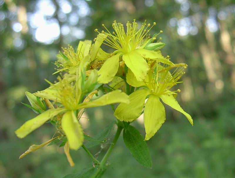 Hypericum perforatum (?), Dactylorhiza maculata etc.