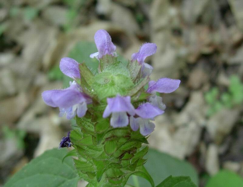 Prunella vulgaris, Lilium bulbiferum subsp. croceum etc.