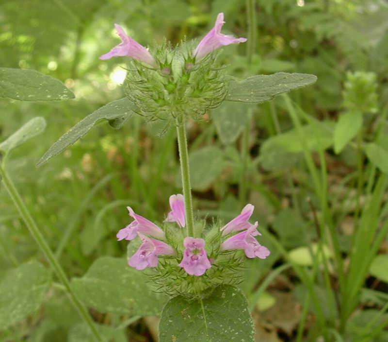 Prunella vulgaris, Lilium bulbiferum subsp. croceum etc.