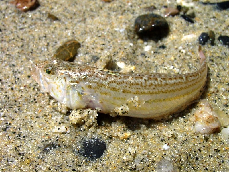 Echiichthys vipera (Tracina vipera)