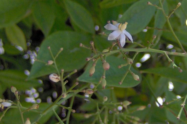 Nandina domestica / Nandina