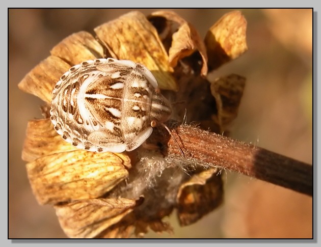 Eurygaster baby - Odontotarsus sp. nymph