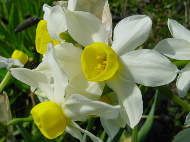 particolare dei fiori del narciso tazetta