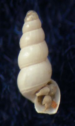 Aclididae