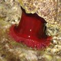 Actinia equina