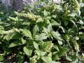 Amaranthus deflexus