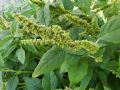 Amaranthus deflexus