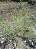 Amaranthus albus